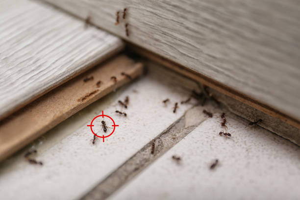 Best Pest Removal Services  in Scanlon, MN