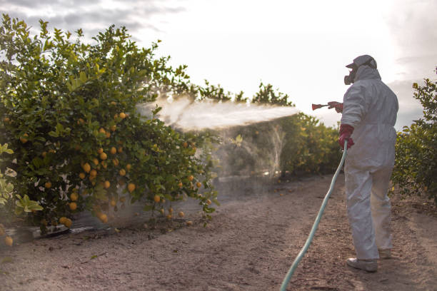 Best Insect Control  in Scanlon, MN