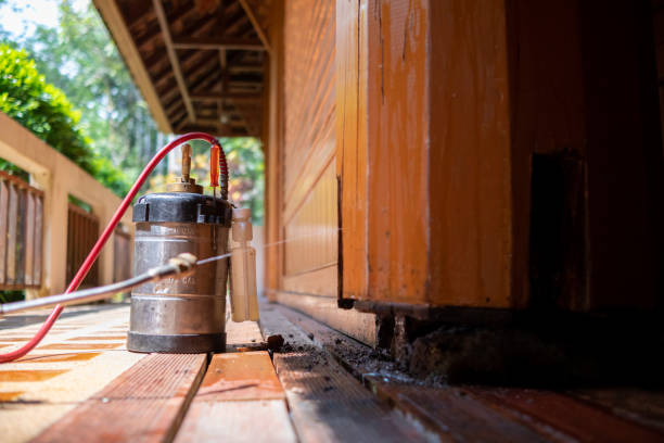 Best Ant Control Services  in Scanlon, MN