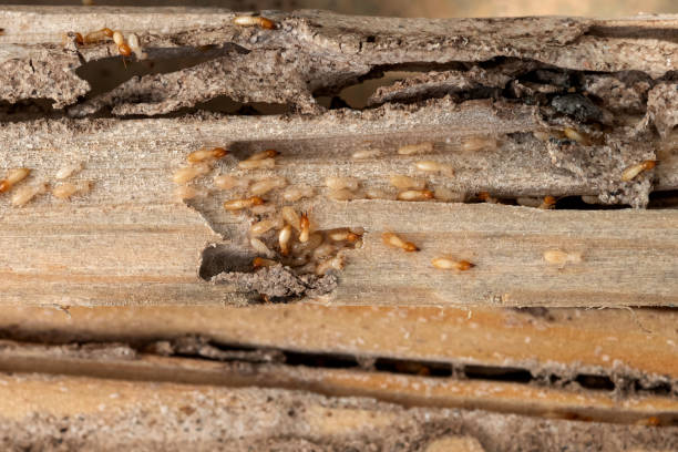 Best Wildlife Control Services  in Scanlon, MN
