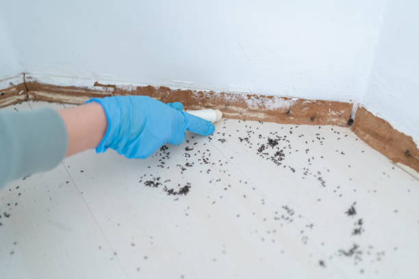Best Best Pest Control Companies  in Scanlon, MN