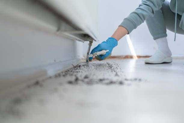 Best Termite Control Services  in Scanlon, MN